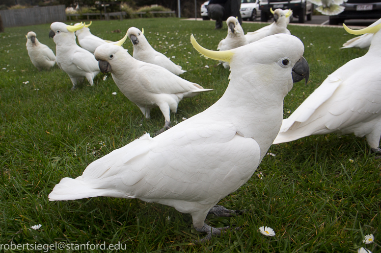 Sulfur crested cockatoo